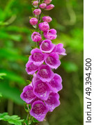 Dedalera flower Digitalis purpurea pink from Asturias in Spain. Стоковое фото, агентство Ingram Publishing / Фотобанк Лори