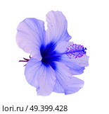 tropical flower, blue hibiscus flowers isolated on white background. orange hibiscus flower. Стоковое фото, агентство Ingram Publishing / Фотобанк Лори