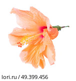 tropical flower, orange hibiscus flowers isolated on white background. orange hibiscus flower. Стоковое фото, агентство Ingram Publishing / Фотобанк Лори