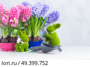 Hyacinth pink and blue fresh flowers with rabbits and gardening tolls on light gray background. Hyacinth fresh flowers. Стоковое фото, агентство Ingram Publishing / Фотобанк Лори
