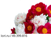 Fresh peony flowers red nd white isolated on white background. Fresh peony flowers. Стоковое фото, агентство Ingram Publishing / Фотобанк Лори