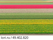 Colorful growing dutch tulips field flowerbed at spring day. Rows of tulip flowers. Стоковое фото, агентство Ingram Publishing / Фотобанк Лори