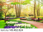 Colourful Hyacinth and Tulips Flowerbeds and Pathway in an Spring Formal Garden, retro toned. Formal spring garden. Стоковое фото, агентство Ingram Publishing / Фотобанк Лори