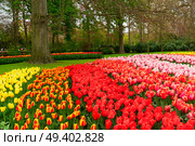 Colorful growing tulips flowerbed in spring formal garden. Rows of tulip flowers. Стоковое фото, агентство Ingram Publishing / Фотобанк Лори