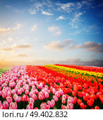 Rows of pink, red, orange and yellow tulip flowers under blue and pink sunset sky, Netherlands, retro toned. Rows of tulip flowers. Стоковое фото, агентство Ingram Publishing / Фотобанк Лори