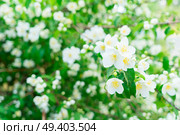 Jasmine fresh flowers and leaves border blooming tree. Jasmine flowers on wooden table. Стоковое фото, агентство Ingram Publishing / Фотобанк Лори