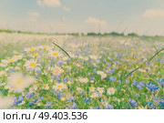 Blue corflower and camomile flowers meadow field with fresh green grass, retro toned. Blue cornflower flowers. Стоковое фото, агентство Ingram Publishing / Фотобанк Лори