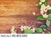 Jasmine fresh flowers and leaves on rusic wooden table, retro toned. Jasmine flowers on wooden table. Стоковое фото, агентство Ingram Publishing / Фотобанк Лори