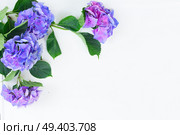 blue and violet hortensia blooming flowers on white with copy space. blue and violet hortensia flowers. Стоковое фото, агентство Ingram Publishing / Фотобанк Лори