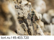 Жук-скакун на камне. Стоковое фото, фотограф Алексей Линник / Фотобанк Лори