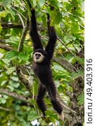 Gibbon feeding in the canopy. Стоковое фото, агентство Ingram Publishing / Фотобанк Лори
