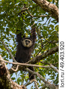 White handed gibbon on tree. Стоковое фото, агентство Ingram Publishing / Фотобанк Лори