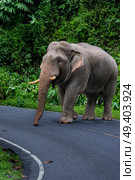 Wild elephant blocking road in Thailand. Стоковое фото, агентство Ingram Publishing / Фотобанк Лори