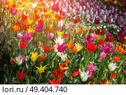 pink, red and orange tulip field in North Holland during spring. Стоковое фото, агентство Ingram Publishing / Фотобанк Лори