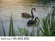 A black swan swims in a pond. China. Стоковое фото, агентство Ingram Publishing / Фотобанк Лори