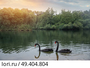 A black swan swims in a pond. China. Стоковое фото, агентство Ingram Publishing / Фотобанк Лори