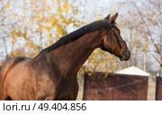 portrait of sportive warmblood horse at fall background. Стоковое фото, агентство Ingram Publishing / Фотобанк Лори