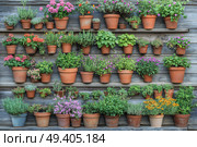 An organic vertical garden set against a vintage wooden wall, filled with a mix of aromatic herbs, drought-tolerant succulents, and bright flowering plants in neatly organized containers,  created by ai. Стоковое AI-изображение, AI-художник Виталий Сова / Фотобанк Лори