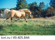 running palomino welsh pony with long mane posing at freedom. Стоковое фото, агентство Ingram Publishing / Фотобанк Лори
