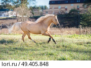 running palomino welsh pony with long mane posing at freedom. Стоковое фото, агентство Ingram Publishing / Фотобанк Лори