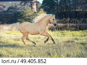 running palomino welsh pony with long mane posing at freedom. Стоковое фото, агентство Ingram Publishing / Фотобанк Лори