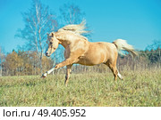 running palomino welsh pony with long mane posing at freedom. Стоковое фото, агентство Ingram Publishing / Фотобанк Лори
