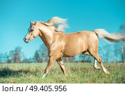 running palomino welsh pony with long mane posing at freedom. Стоковое фото, агентство Ingram Publishing / Фотобанк Лори