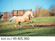 running palomino welsh pony with long mane posing at freedom. Стоковое фото, агентство Ingram Publishing / Фотобанк Лори