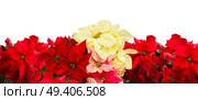 border of fresh scarlet, pink and white poinsettia flower or christmas star  on a white background . scarlet poinsettia flower or christmas star . Стоковое фото, агентство Ingram Publishing / Фотобанк Лори
