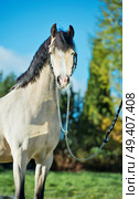 portrait of light-buckskin welsh pony. autumn season. Стоковое фото, агентство Ingram Publishing / Фотобанк Лори