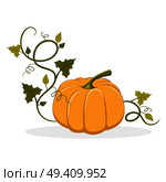 Big ripe pumpkin with swirly and leafy stem that twines round isolated vector illustration on white background. Organic fruit of gourd plant.. Ripe Pumpkin with Swirly Leafy Stem Illustration. Стоковая иллюстрация, агентство Ingram Publishing / Фотобанк Лори