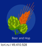 Beer and hop with golden ears of wheat vector illustrations isolated on blue. Plants cultivated for use by brewing industry, flavor ingredients in beer. Hop and Golden Ears of Wheat Vector Illustrations. Стоковая иллюстрация, агентство Ingram Publishing / Фотобанк Лори