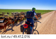 Goats and sheeps flock with pilgrim in Castile La Mancha in Saint james Way of Levante. Стоковое фото, агентство Ingram Publishing / Фотобанк Лори