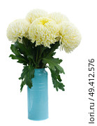 bouquet of white mums in pot  isolated on white background. Стоковое фото, агентство Ingram Publishing / Фотобанк Лори