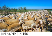 Sheeps flock in Castile La Mancha of Spain Albacete. Стоковое фото, агентство Ingram Publishing / Фотобанк Лори