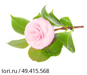 twig of camelia with green leaves isolated on white background. twig of camelia. Стоковое фото, агентство Ingram Publishing / Фотобанк Лори