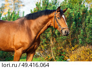  portrait sportive warmblood horse posing against stable. Стоковое фото, агентство Ingram Publishing / Фотобанк Лори