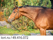  portrait sportive warmblood horse posing against stable. Стоковое фото, агентство Ingram Publishing / Фотобанк Лори
