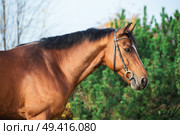  portrait sportive warmblood horse posing against stable. Стоковое фото, агентство Ingram Publishing / Фотобанк Лори