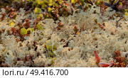 Arctic Tundra lichen moss close-up. Found primarily in areas of Arctic Tundra, alpine tundra, it is extremely cold-hardy. Cladonia rangiferina, also known as reindeer cup lichen. Стоковое фото, фотограф Андрей Армягов / Фотобанк Лори