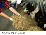 Girls hand takes armful of straw from pile with hands and gives it to cows. Стоковое фото, фотограф Яков Филимонов / Фотобанк Лори