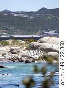 Boulders Beach protected lagoon with colony of African spectacled penguins. Стоковое фото, фотограф Екатерина Якименко / Фотобанк Лори