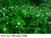 Цветущая полянка клубники лесной (fragaria viridis) Стоковое фото, фотограф Василий Быстрицкий / Фотобанк Лори