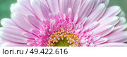 Close-up photograph of a pink chrysanthemum flower in bloom showing petals,stamen and pollen. Стоковое фото, агентство Ingram Publishing / Фотобанк Лори