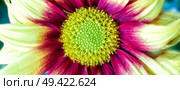 Close up photograph of  Chrysanthemum flower showing the stamen and petals. Стоковое фото, агентство Ingram Publishing / Фотобанк Лори