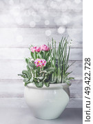 Spectacular spring flowers mix container gardening. Bulbs flowers planter on table at white wooden wall background with bokeh. Springtime floral decoration ideas concept. Various spring flowers im pot. Стоковое фото, агентство Ingram Publishing / Фотобанк Лори