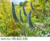 Echium Fastuosum Candicans Pride of Madeira Purple Flowers. Стоковое фото, агентство Ingram Publishing / Фотобанк Лори