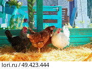 Hens in a poultry hen house with straw turquoise color wood henhouse. Стоковое фото, агентство Ingram Publishing / Фотобанк Лори