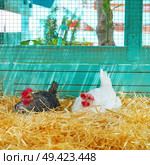 Hens in a poultry hen house with straw turquoise color wood henhouse. Стоковое фото, агентство Ingram Publishing / Фотобанк Лори