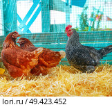 Hens in a poultry hen house with straw turquoise color wood henhouse. Стоковое фото, агентство Ingram Publishing / Фотобанк Лори